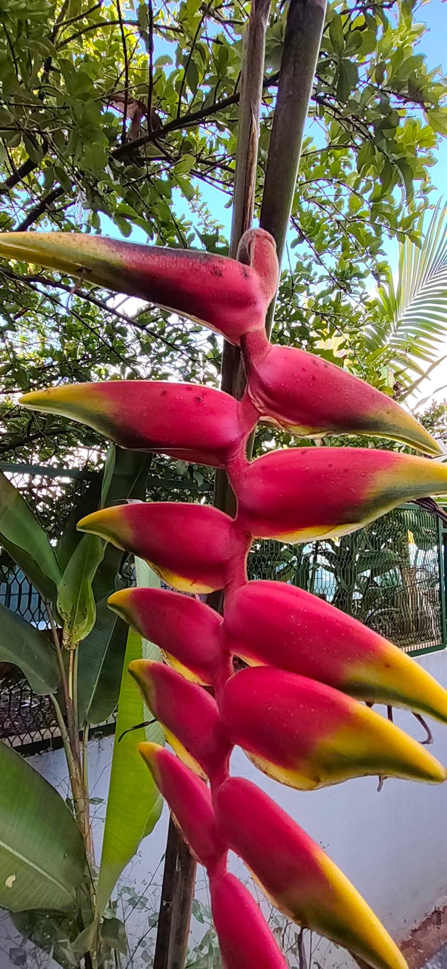 Heliconia