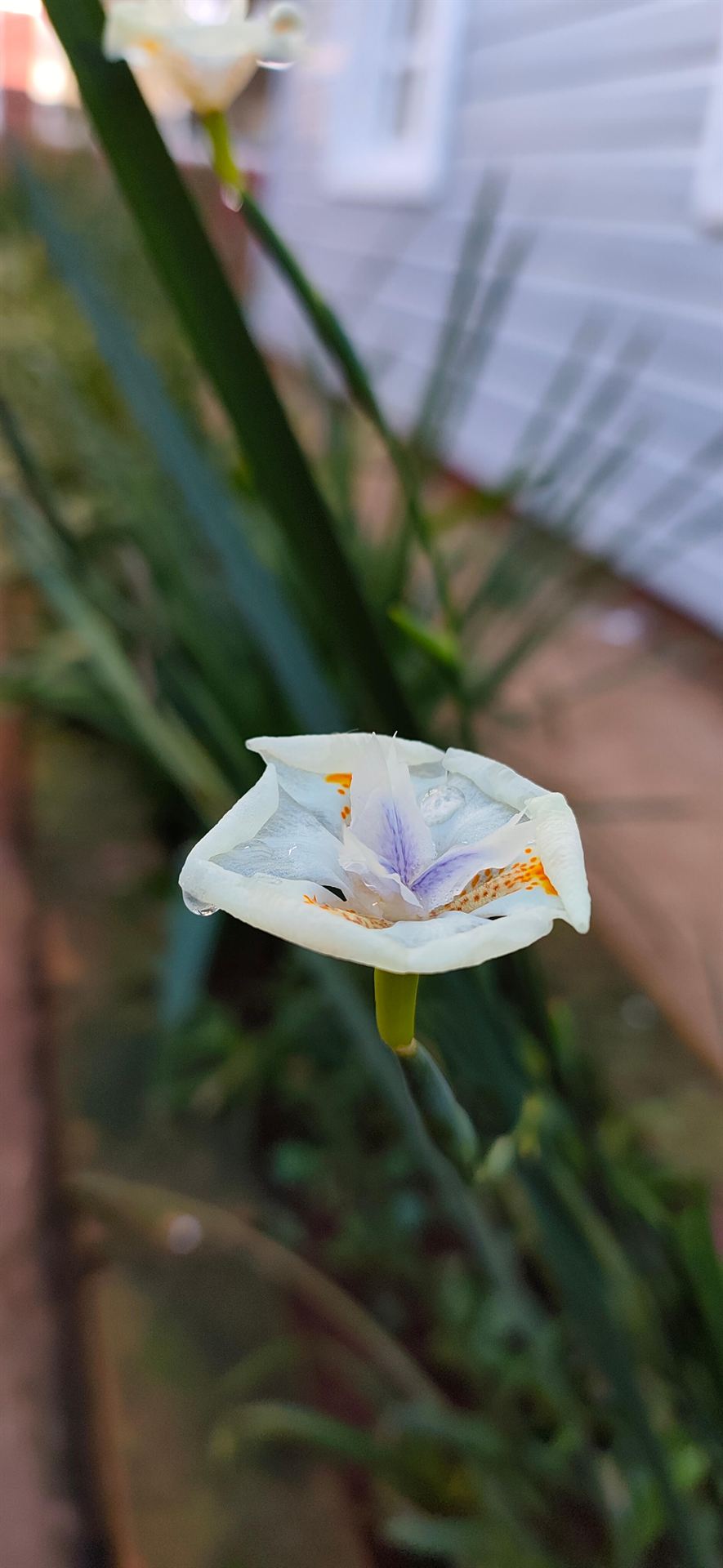 Iris de la selva